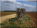 Gnarled hedge and track