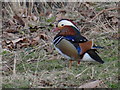 Mandarin duck