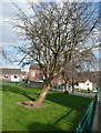 Tree in the grass around Swan Court