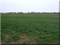 Farmland, Theddlethorpe