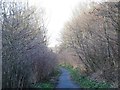 NZ2462 : Path in Gateshead Riverside Park by Mike Quinn