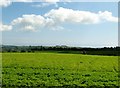 A field of potatoes on the eastern outskirts of Clough