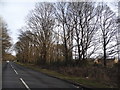 Trees along Woodhatch Road