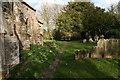 Primroses in the churchyard, Thornton le Moor