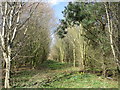 Track in Folly Wood