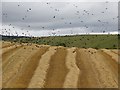 Harvested field above Kirkmichael