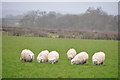 Mid Devon : Grassy Field & Sheep