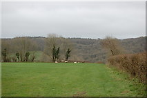 SY1894 : Field near Whitmoor Farm by Trevor Harris