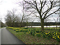 A splash of Daffs in the driveway