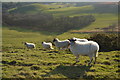 SY9378 : Sheep, Swyre Head by N Chadwick