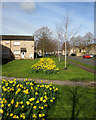 Lichfield Road daffodils