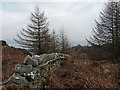 NR8768 : Forest boundary above Tarbert, Argyll by Claire Pegrum