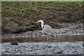 Grey Heron (Ardea cinerea), Seaton Park, Aberdeen