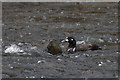 Harlequin Duck (Histrionicus histrionicus) on the River Don below Seaton Park, Aberdeen