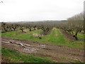 Orchard by Ewhurst Lane