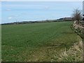 Farmland on the north side of the track to Low Moor