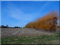 Hedge with yellow twigs