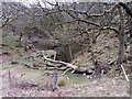 Fallen tree near a disused quarry above Cwm Rhondda Fach