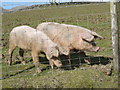 Pigs on farm near Pont ar Felau