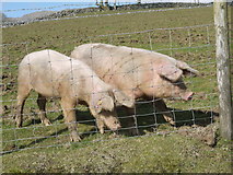 SH7922 : Pigs on farm near Pont ar Felau by liz dawson