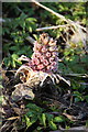 Butterbur (Petasites hybridus), Rattray Burn