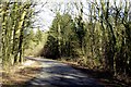 The road through Oldfields Copse