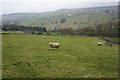 Sheep near Stanbury