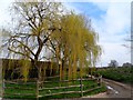 Willow tree at East End Green