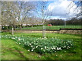 Daffodils alongside Downhills Park