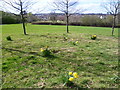 Daffodils at Lordship Recreation Ground