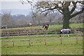 East Devon : Grassy Field & Horses