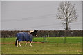 East Devon : Grassy Field & Horses