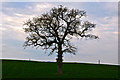 East Devon : Grassy Field & Tree