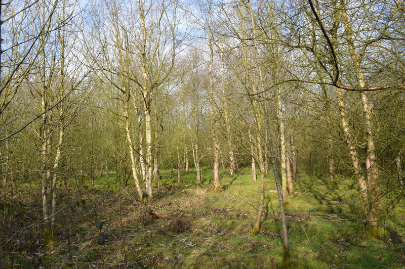 Bateswood Country Park: birch plantation © Jonathan Hutchins ...