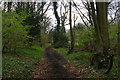 Snag Lane in Great Molloms Wood
