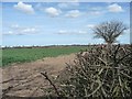 Arable farmland, north side of Back Lane