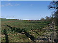 Oil Seed Rape, Eccles Tofts