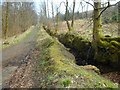 Road through Skifton Wood