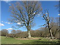 Trees in fields near Ty Rhiw