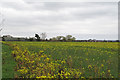 Oilseed rape near Falcons Hall Farm, Goldhanger