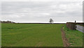 Arable field boundary off Maldon Road, Tolleshunt Major