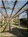 Wisteria Archway, Walled Garden, Trent Park, Cockfosters, Hertfordshire