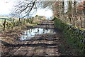 Ducks on the Road to Old Hall Farm