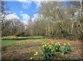 Daffs on Wandsworth Common