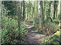 Footpath into Star Wood