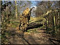 Fallen tree, Harrogate Ringway