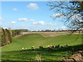 Hilly field with sheep