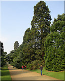 TL4557 : Cambridge Botanic Garden: the Main Walk by John Sutton