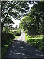 Tree-lined section of Drumroe Road