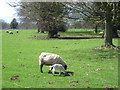 Sheep and lamb in parkland by Bifrons Gardens